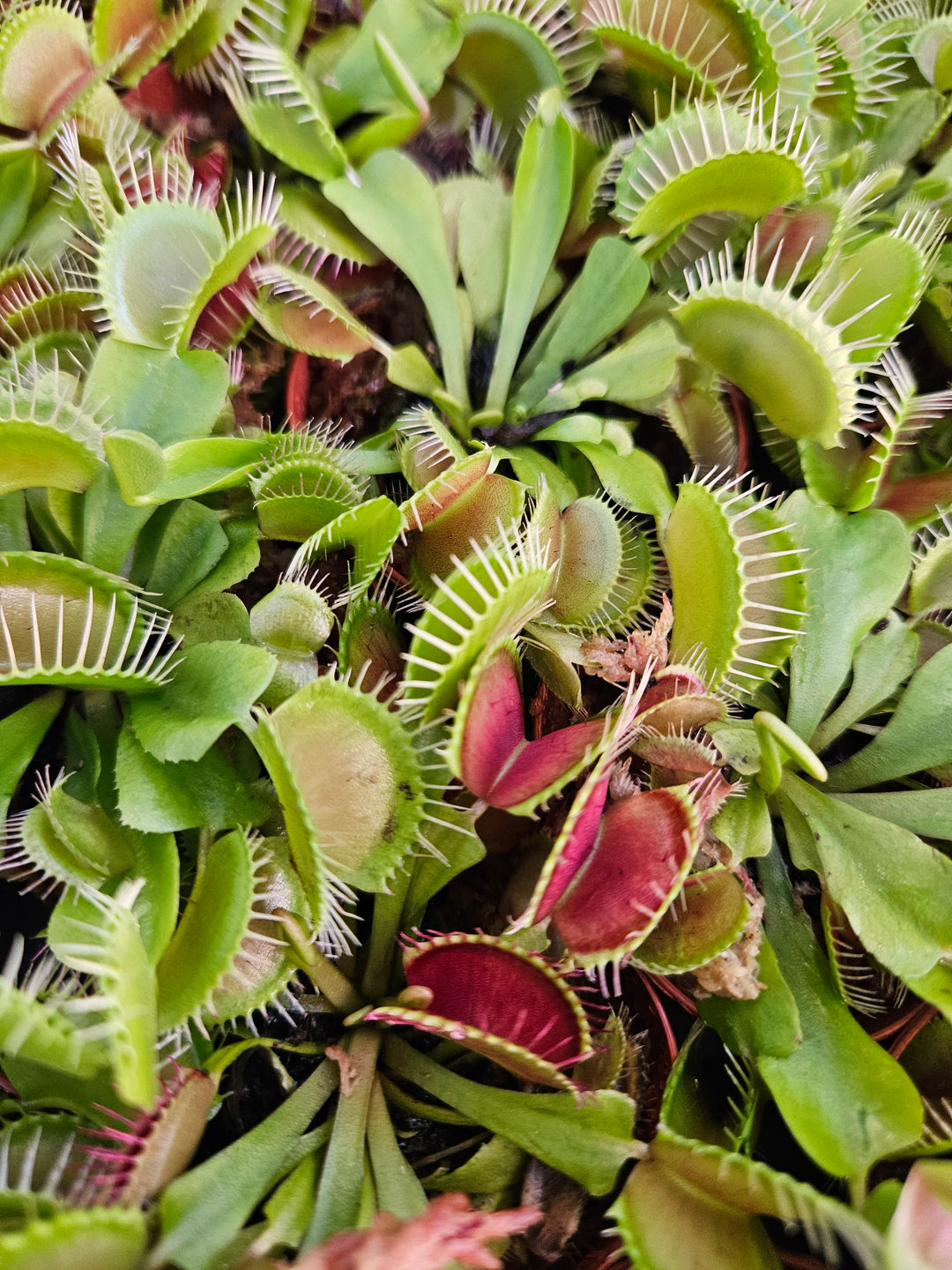 Venus Fly Trap