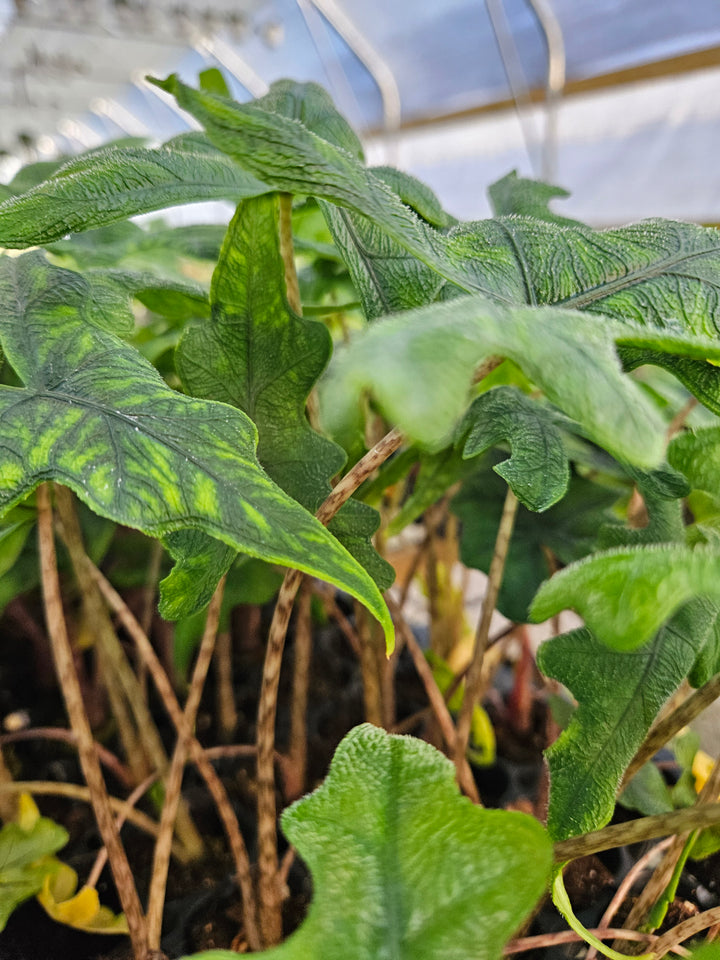 Alocasia Jacklyn Plug