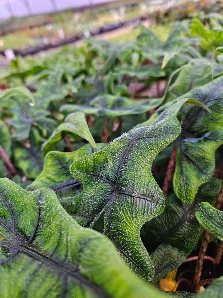 Alocasia Jacklyn Plug