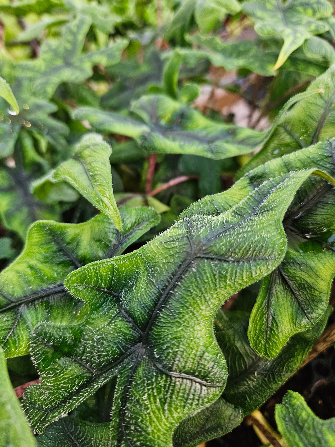 Alocasia Jacklyn Plug