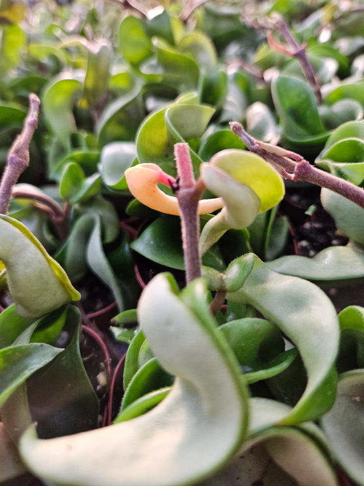 Hoya Hindu Rope plant with waxy foliage in two-inch pot.