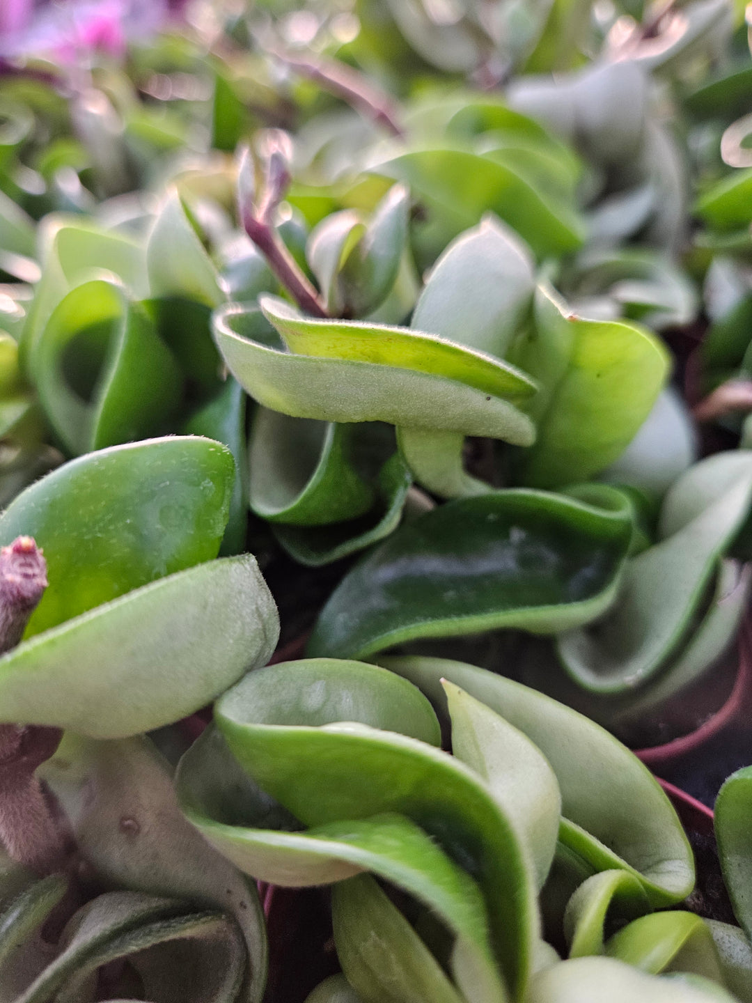 Hoya Hindu Rope plant with waxy foliage and scented flowers.