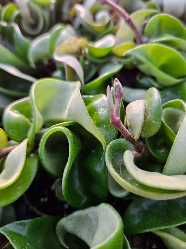 Hoya Hindu Rope with waxy foliage and sweetly scented flowers in a two-inch pot.