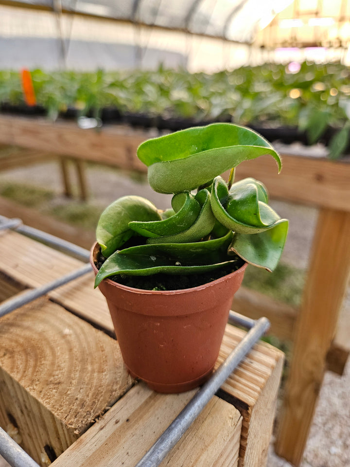 Hoya Hindu Rope