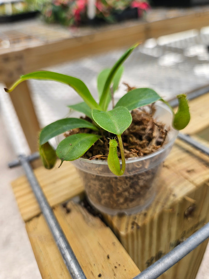 Pitcher Plants (Nepenthes Alata) Plug