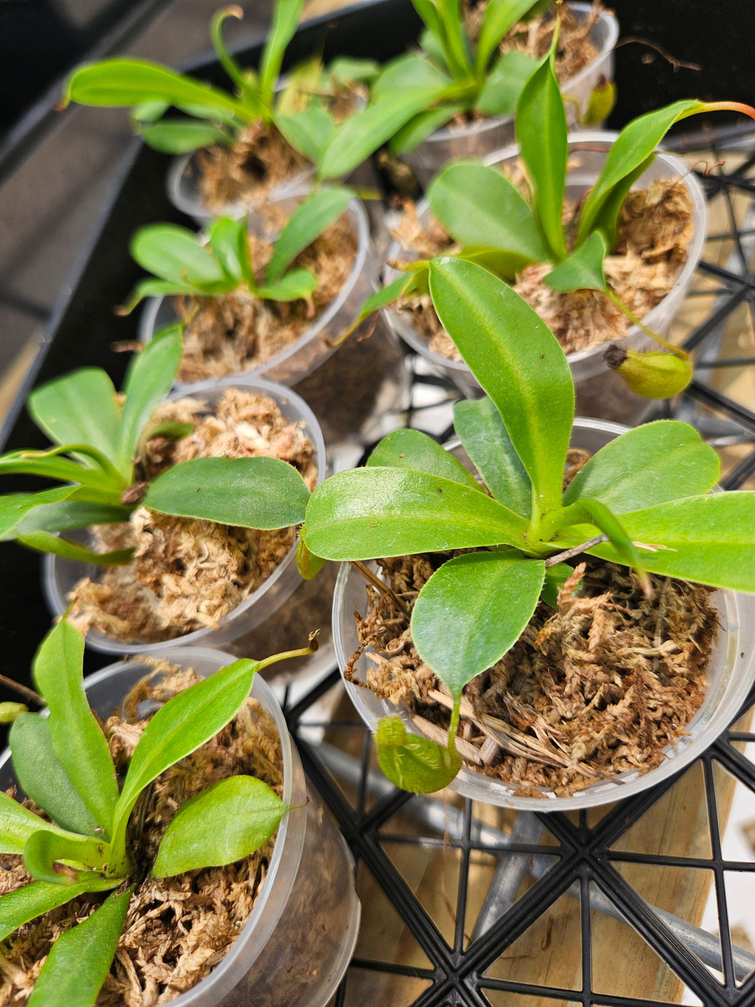 Pitcher Plants (Nepenthes Alata) Plug