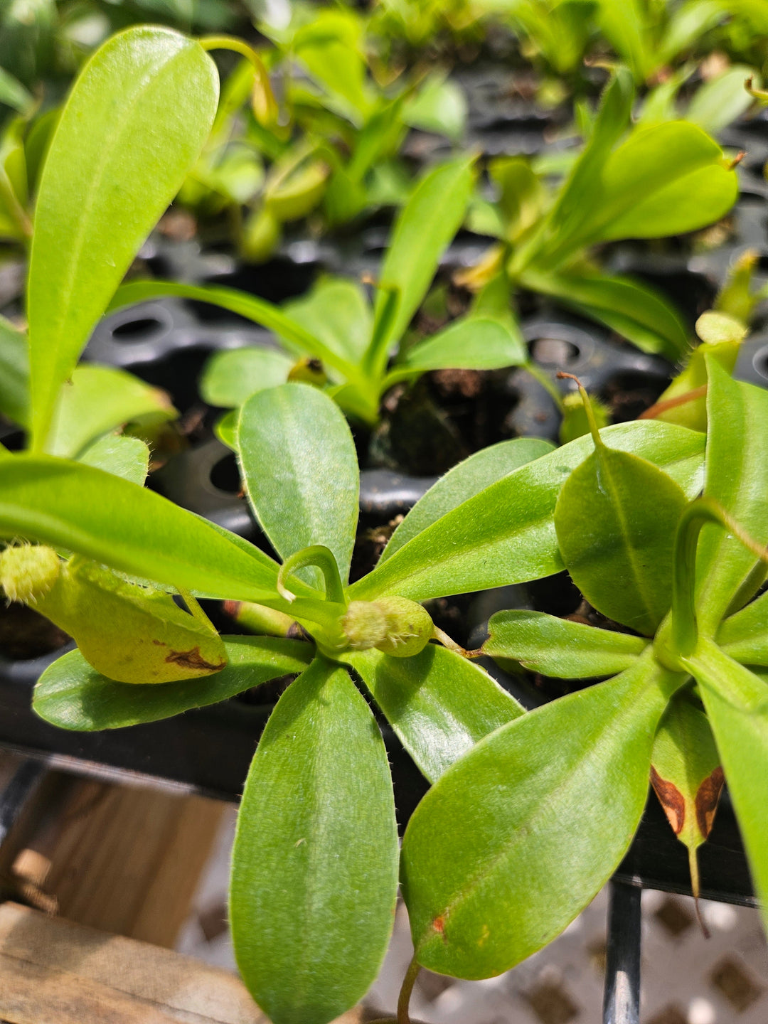 Pitcher Plants (Nepenthes Alata) Plug