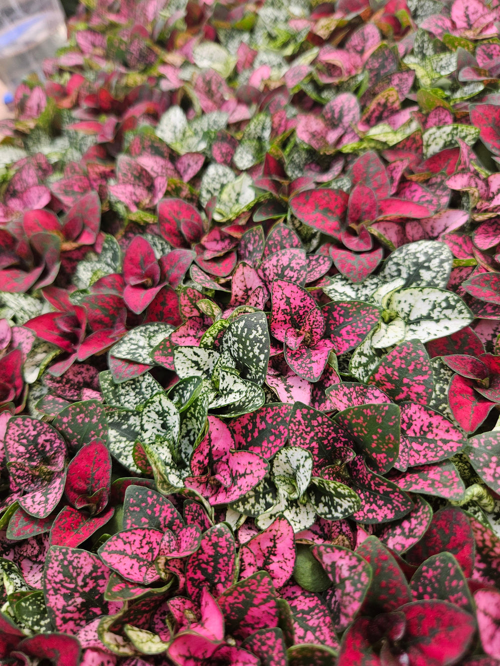 Multi-Color Polka Dot Splash plant with vibrant, variegated leaves and polka dot pattern.