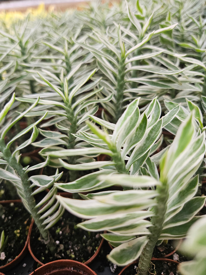 Variegated Devils Backbone Plug