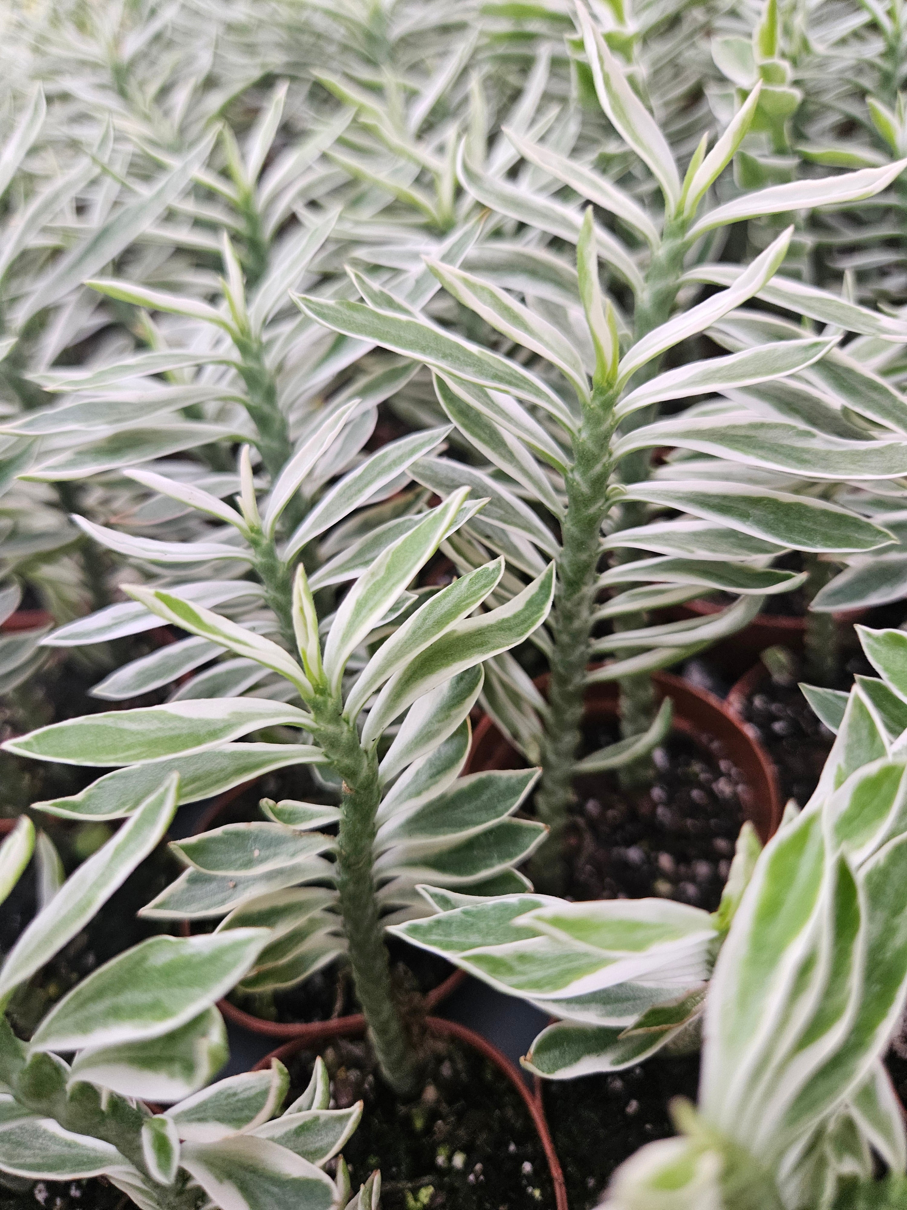 お歳暮 のし Variegated Devils Nursery Lake Orange – Backbone アガベ