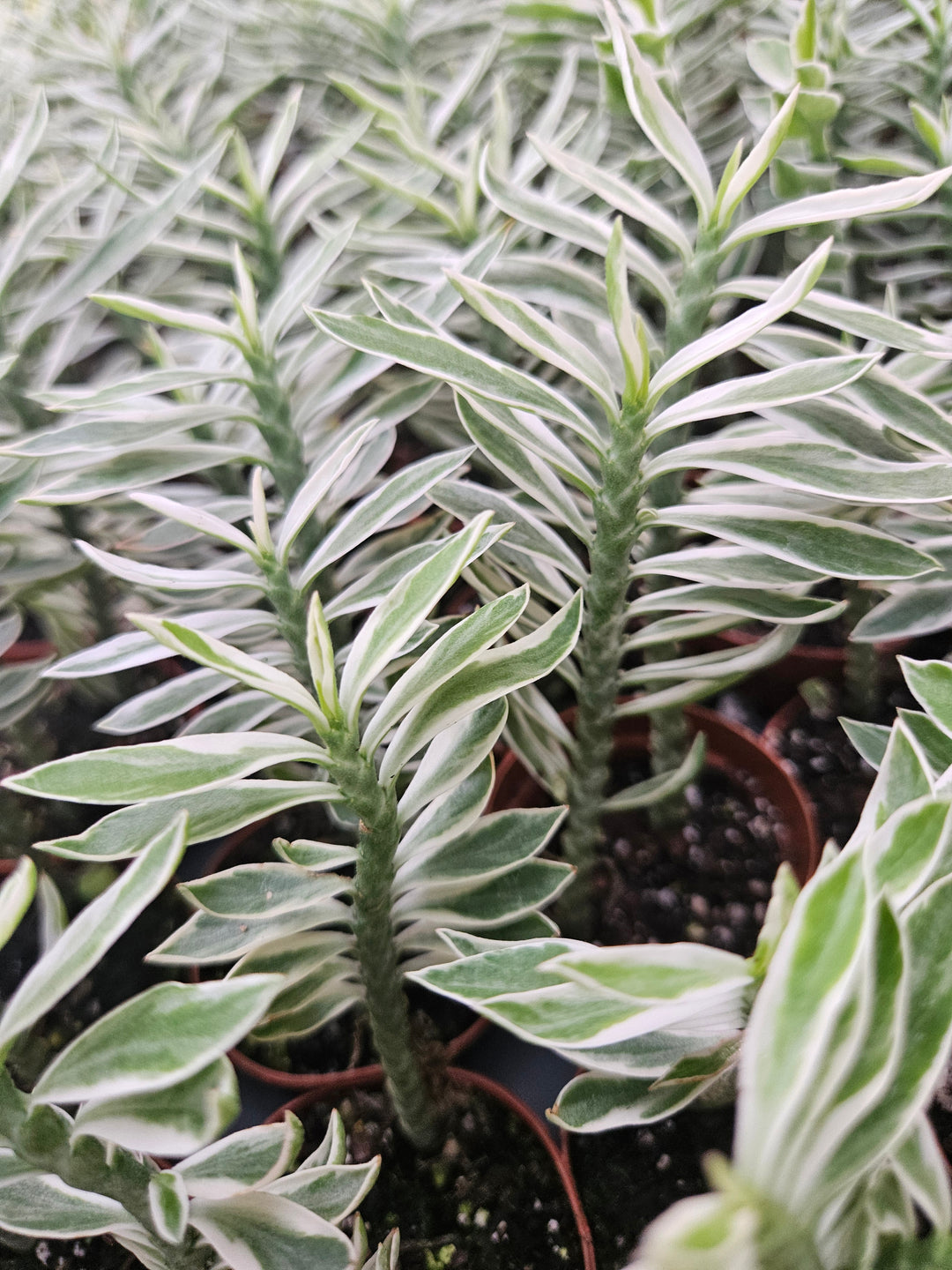 Variegated Devils Backbone Plug