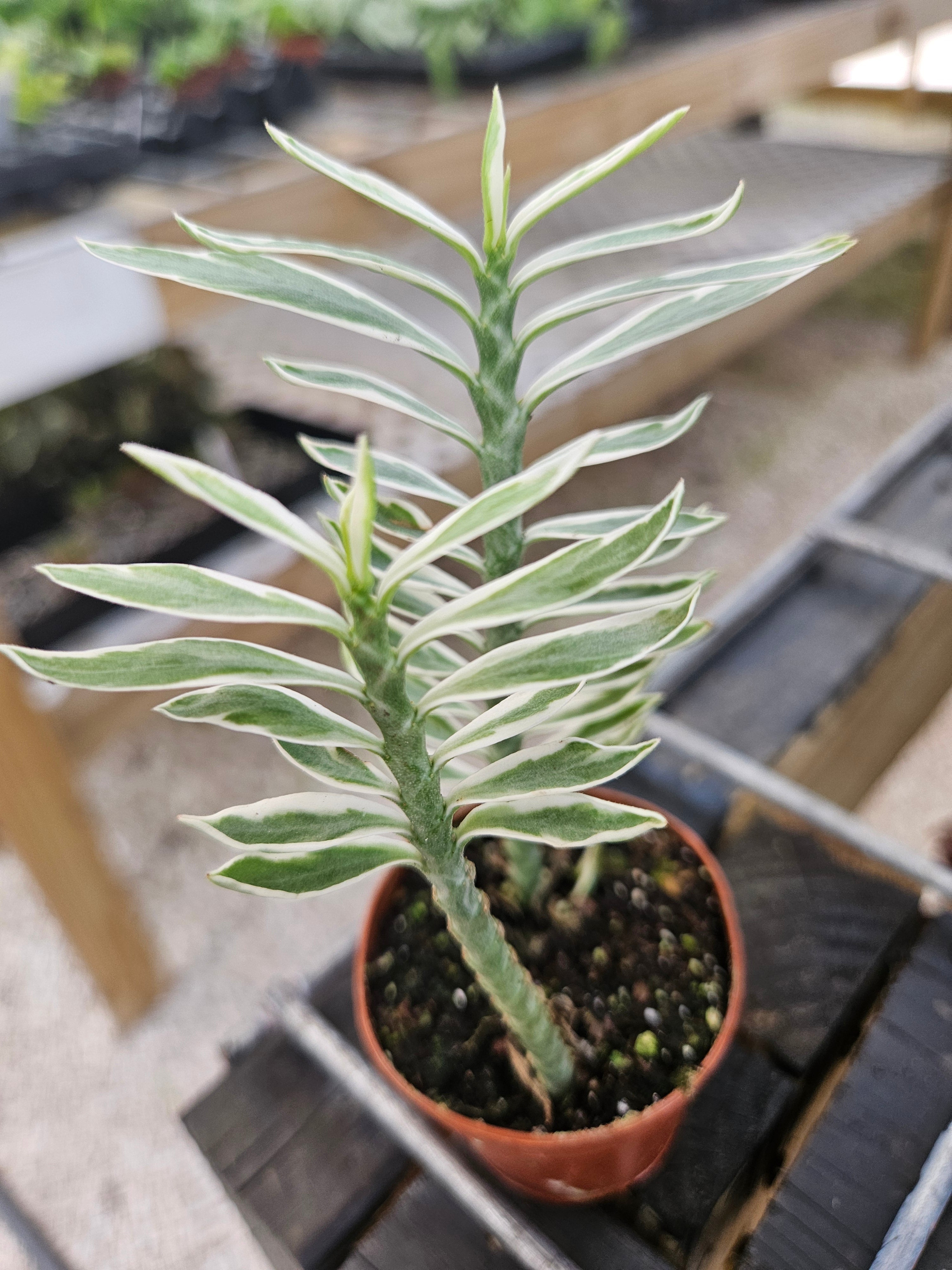 Haworthia springbokvlakensis VDV116, Middelwater, near