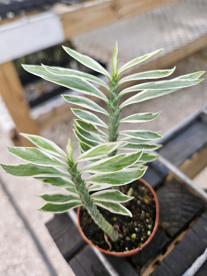 Variegated Devils Backbone Plug