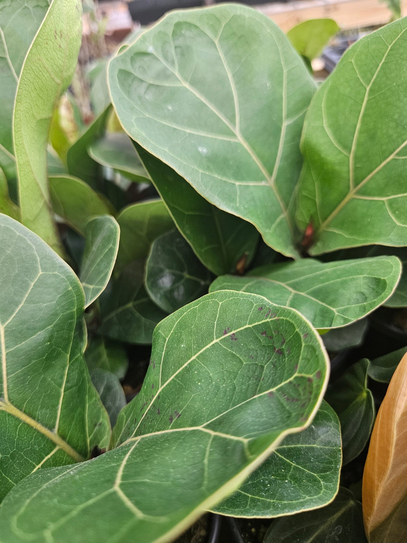 Bambino Fiddle Leaf Fig (4in)