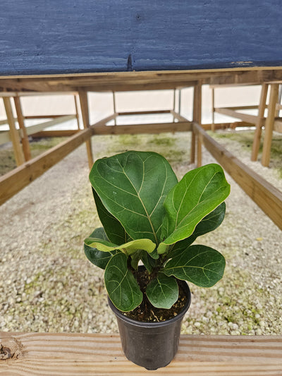 Bambino Fiddle Leaf Fig (4in)