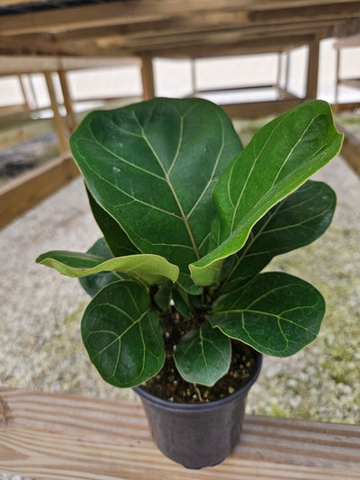 Bambino Fiddle Leaf Fig (4in)