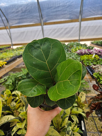 Bambino Fiddle Leaf Fig (4in)