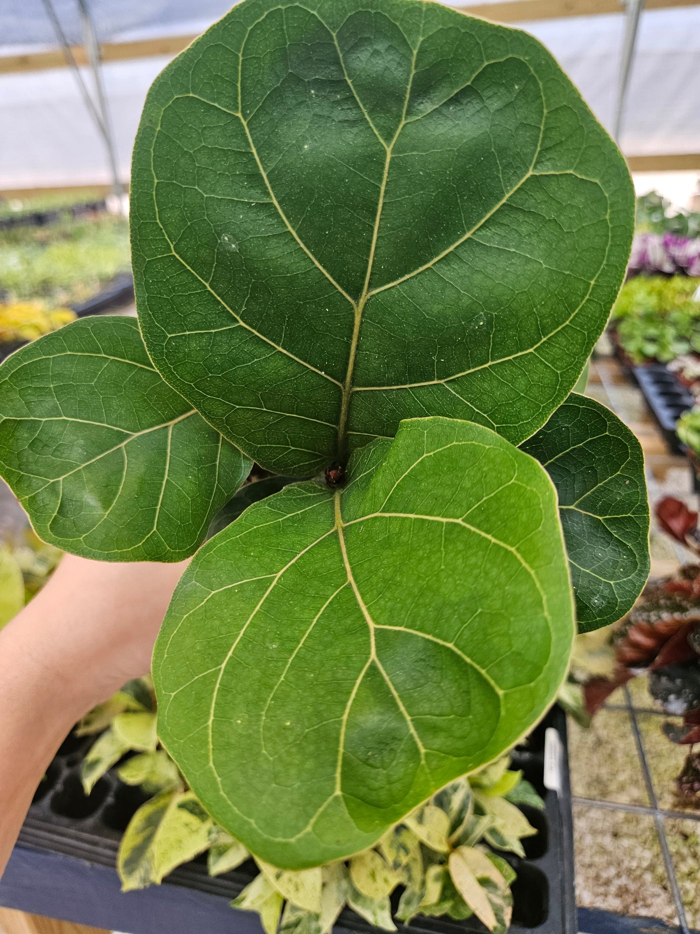 Bambino Fiddle Leaf Fig (4in)