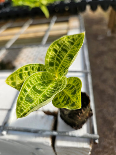 Green Jewel Orchid (Macodes Petola) Plug