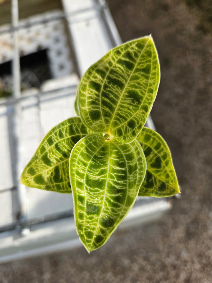 Green Jewel Orchid (Macodes Petola) Plug