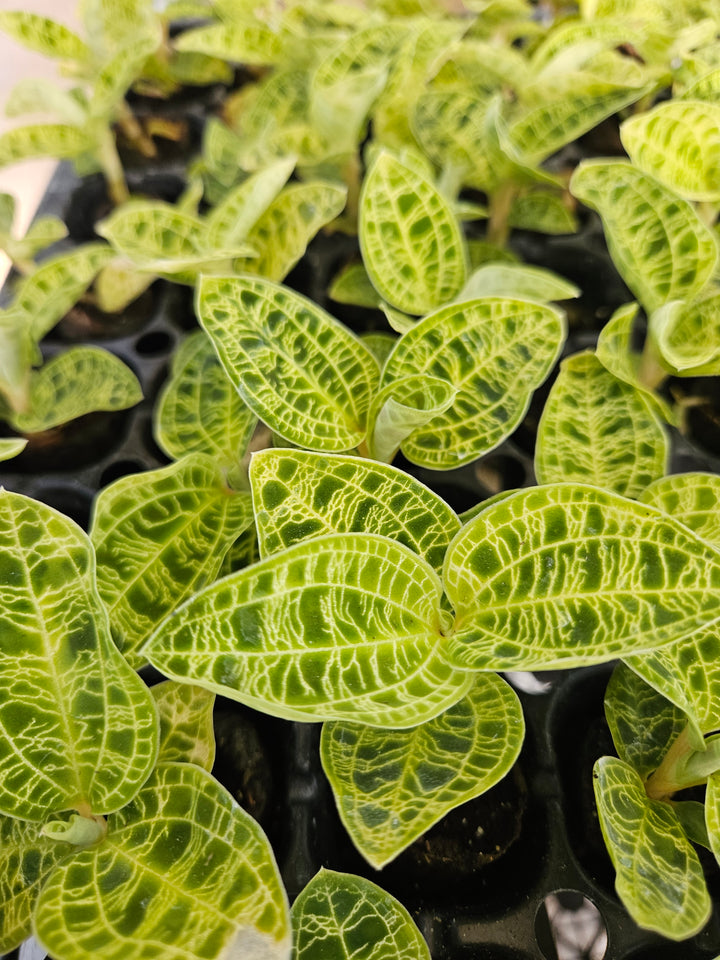 Green Jewel Orchid (Macodes Petola) Plug