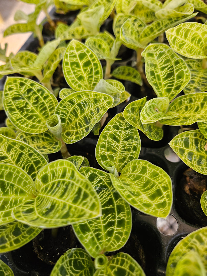 Green Jewel Orchid (Macodes Petola) Plug