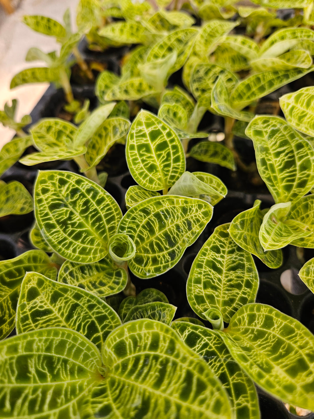 Green Jewel Orchid (Macodes Petola) Plug