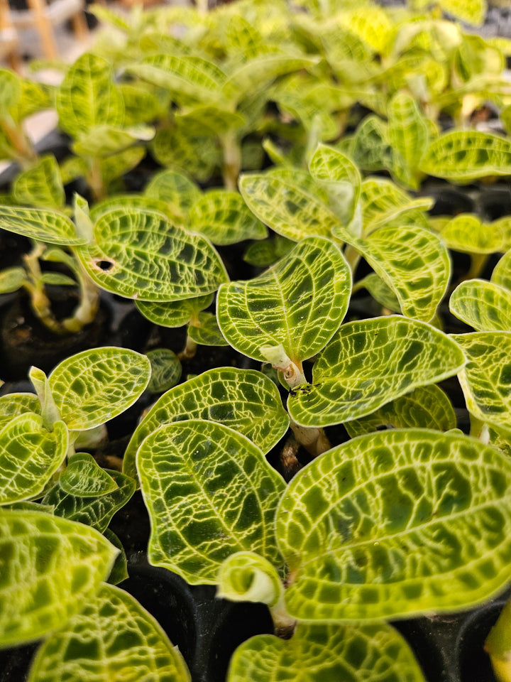 Green Jewel Orchid (Macodes Petola) Plug