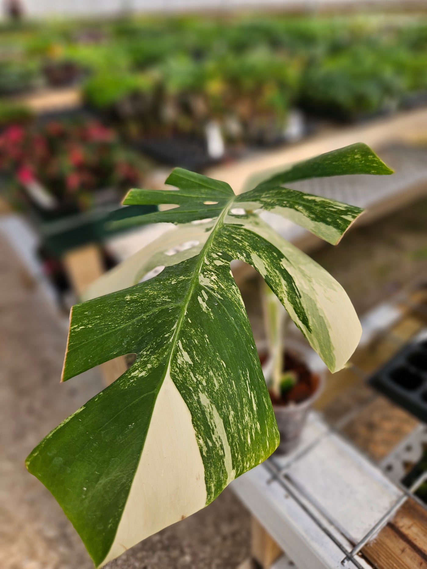 Monstera Albo (Single Rooted Leaf)