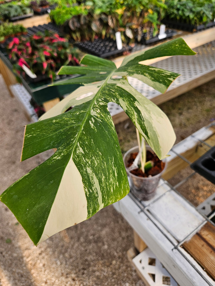 Monstera Albo (Single Rooted Leaf)