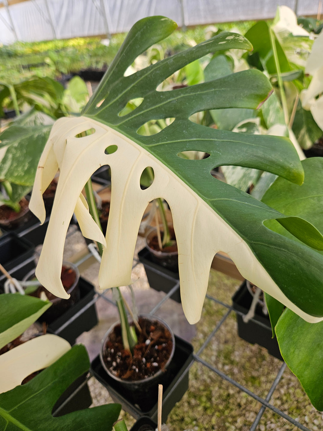 Monstera Albo (Single Rooted Leaf)