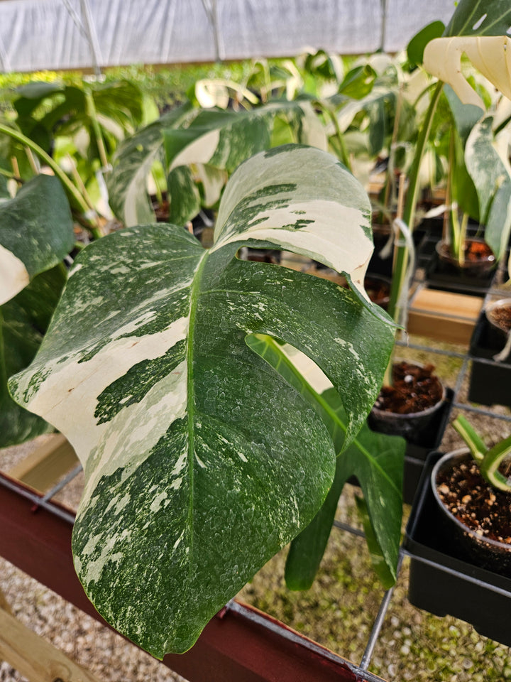 Monstera Albo (Single Rooted Leaf)