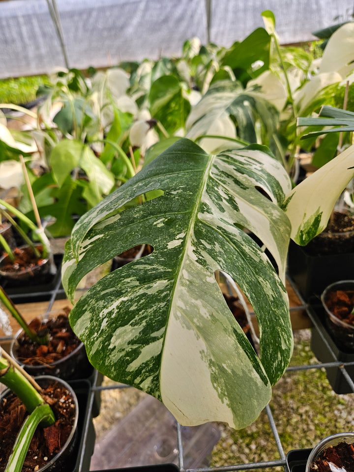 Monstera Albo (Single Rooted Leaf)