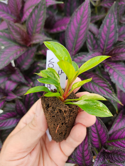Philodendron Variegated Red Congo-903