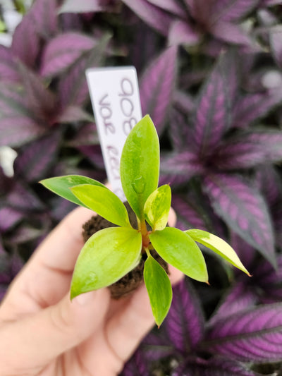 Philodendron Variegated Red Congo-908