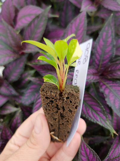 Philodendron Variegated Red Congo-908