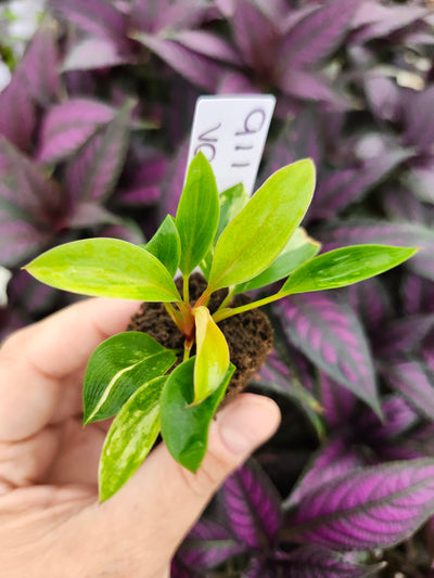 Philodendron Variegated Red Congo-911