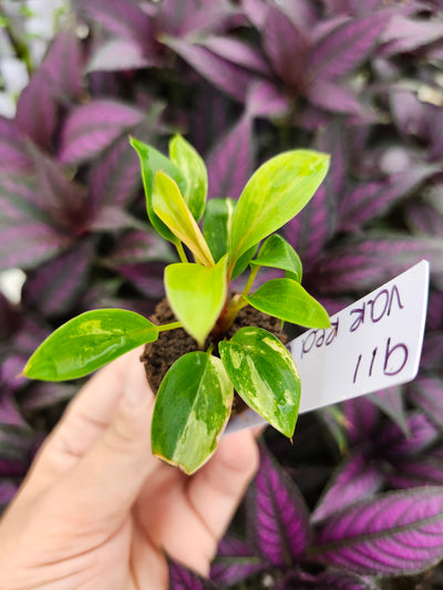Philodendron Variegated Red Congo-911