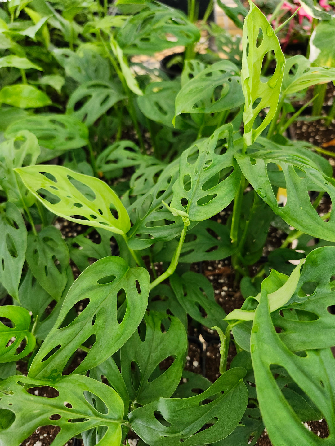 Monstera Esqueleto (4in)