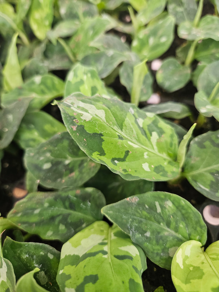 Aglaonema Pictum Tricolor Plug