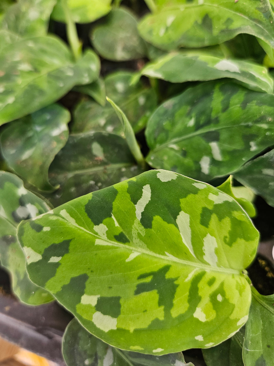 Aglaonema Pictum Tricolor Plug