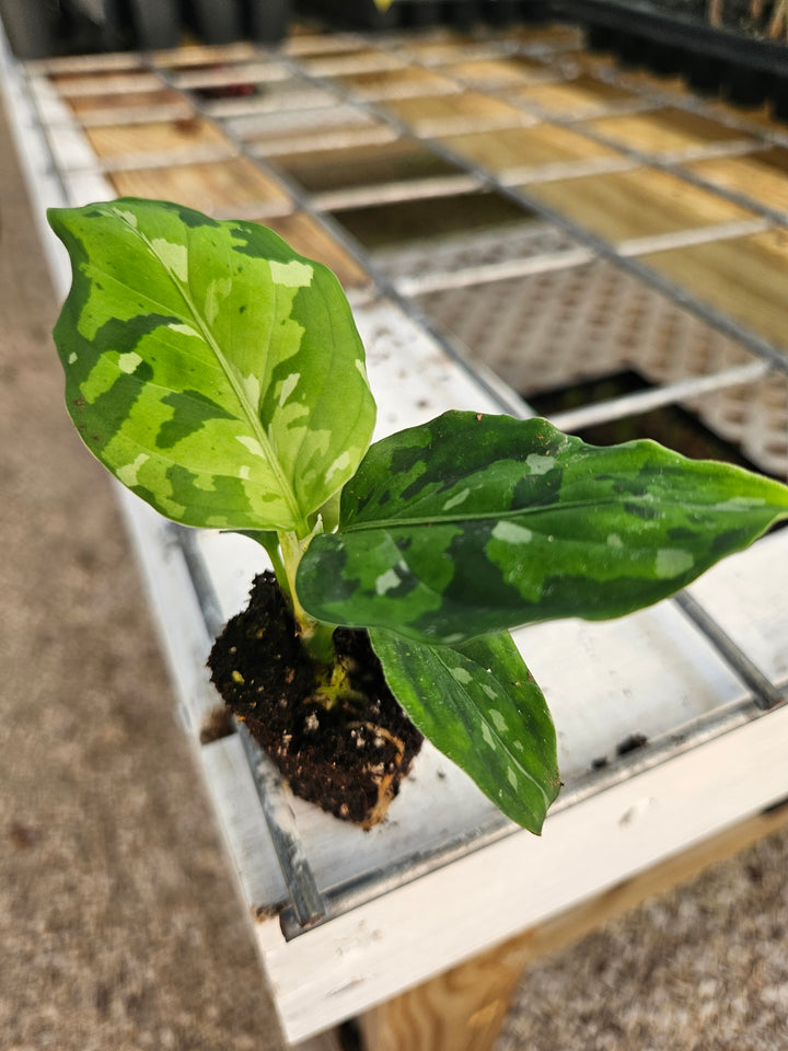 Aglaonema Pictum Tricolor Plug