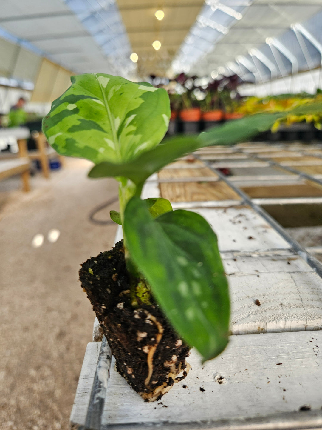 Aglaonema Pictum Tricolor Plug