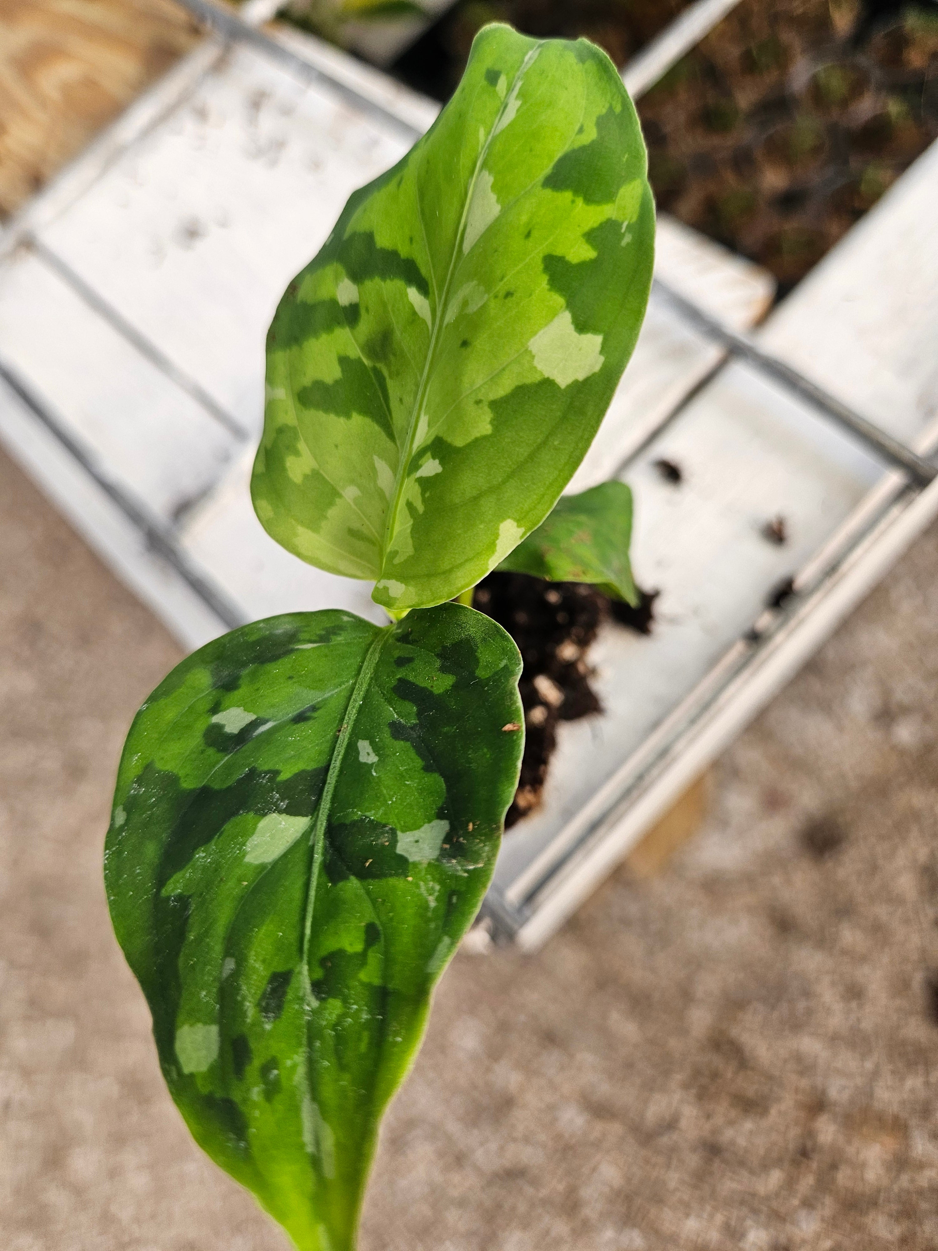 ⑥【Aglaonema pictum tricolor “ANDAMAN Port Blair North” アグラオネマ ピクタム アンダマン  ポートブレア 北部地域産 ID便】 観葉植物