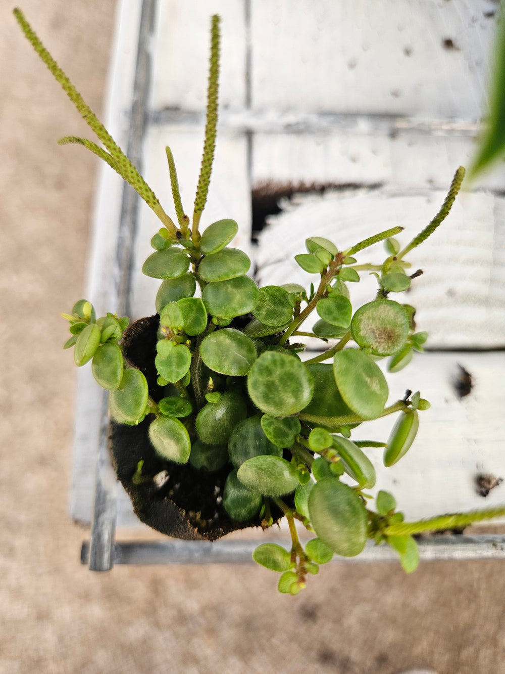 String of Turtles plant with round, turtle shell-like leaves in a plug form.