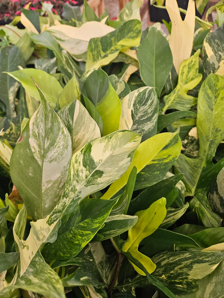 Philodendron Florida Beauty (4in)