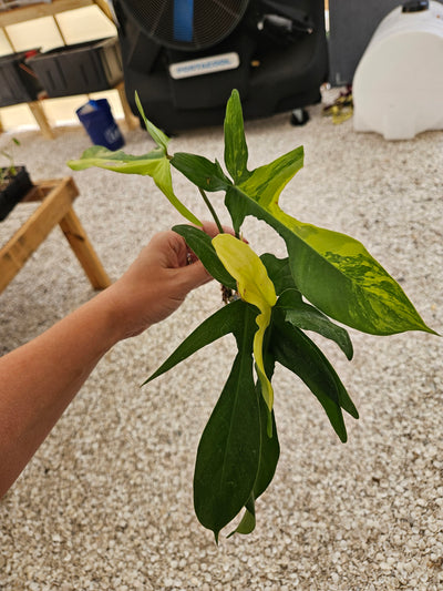 Philodendron Florida Beauty Cutting- 136
