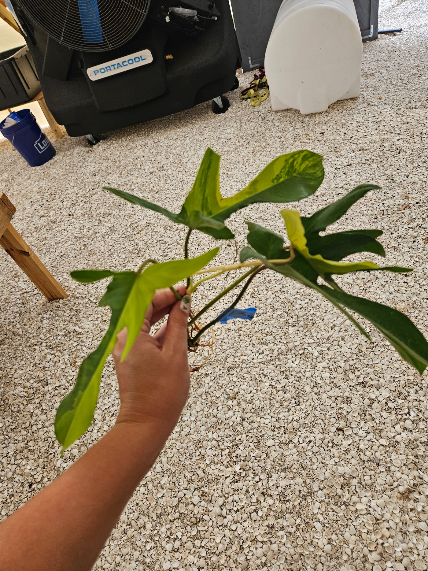 Philodendron Florida Beauty Cutting- 136
