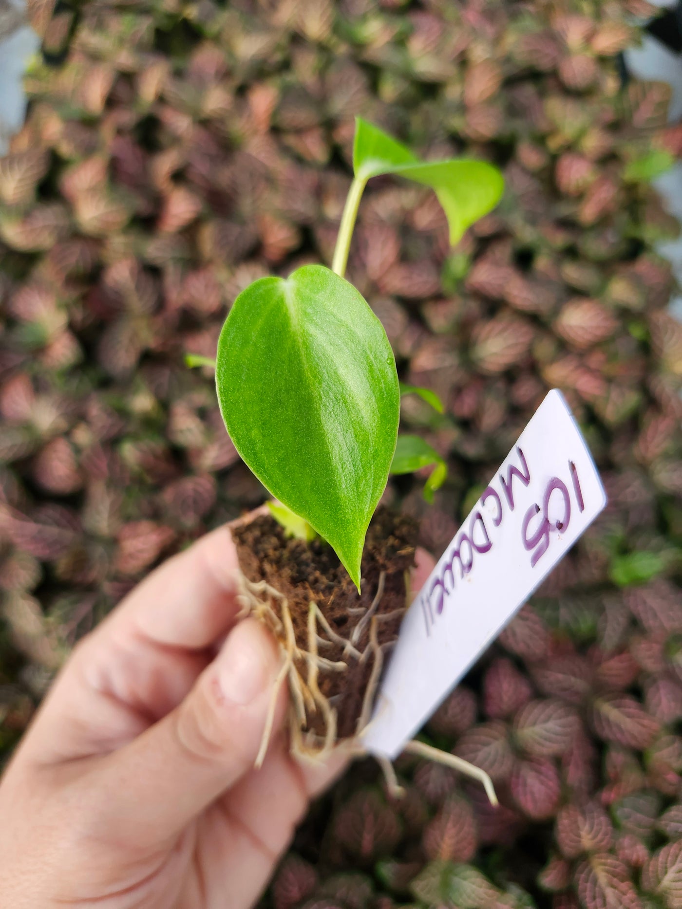 Philodendron McDowell-105