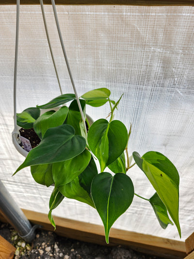 Philodendron Brazil 4in Hanging Basket- 210